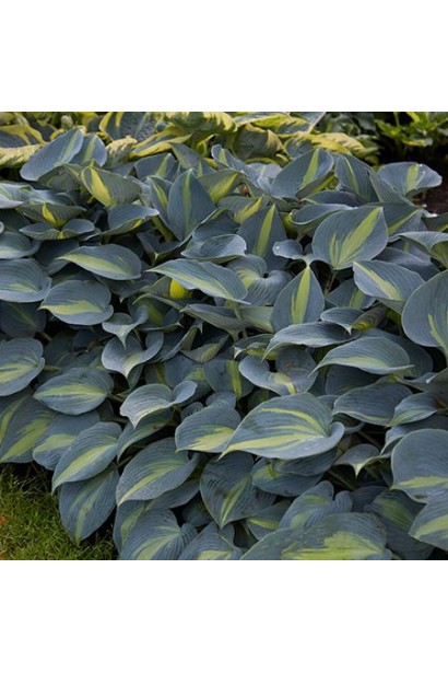 Висота хости Катерина